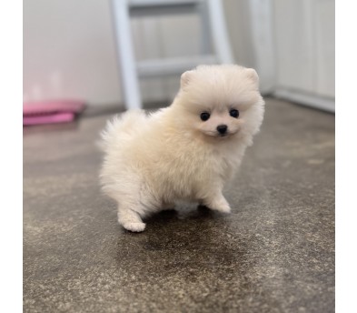 포메라니안 입양합니다