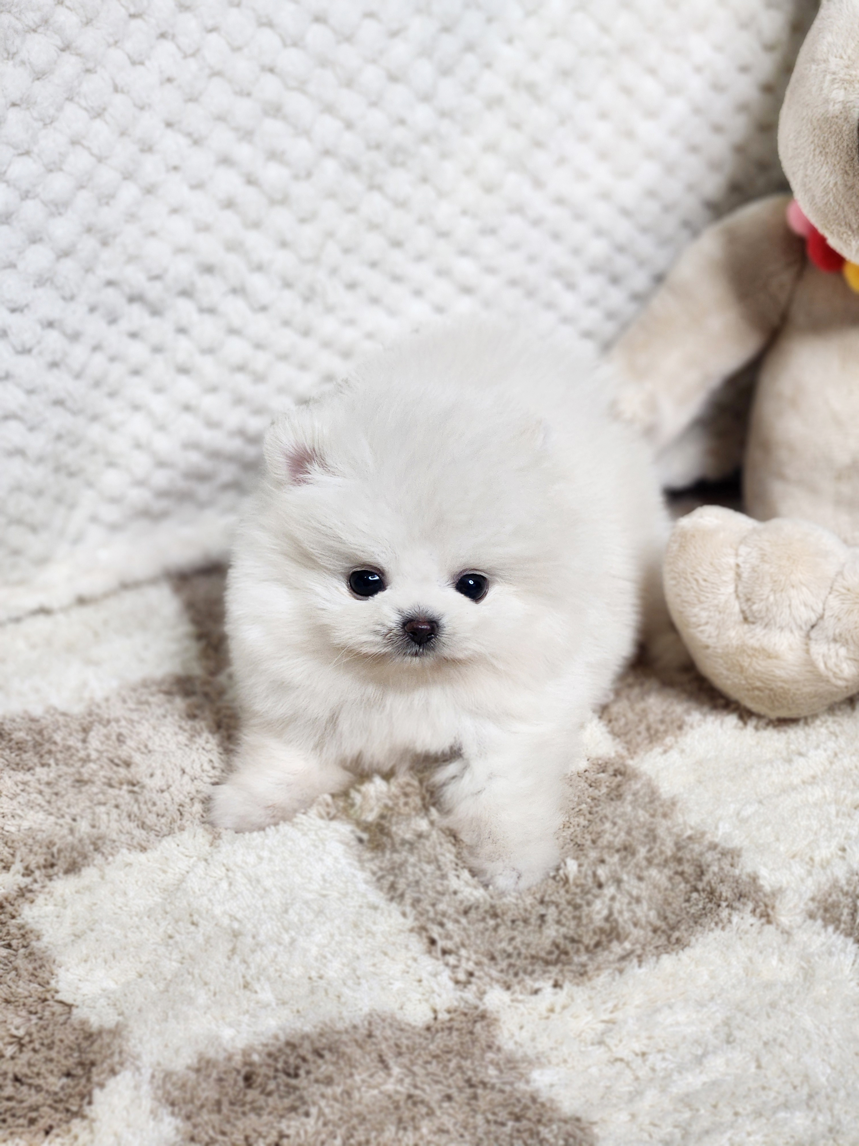 포메라니안 입양합니다