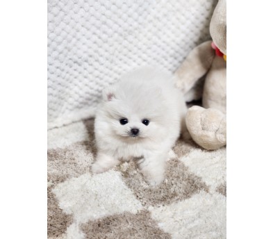 포메라니안 입양합니다