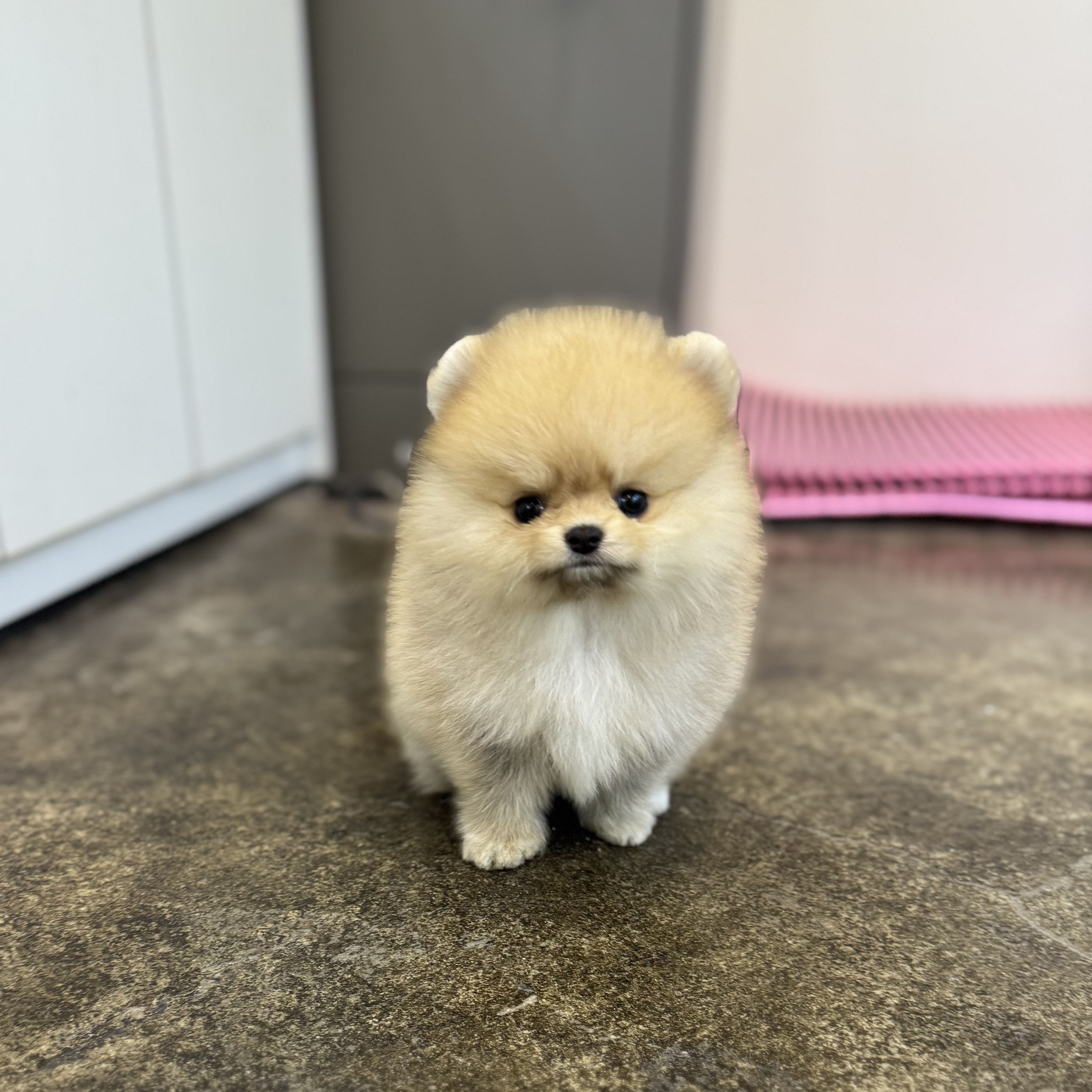 포메라니안 입양합니다