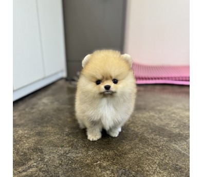 포메라니안 입양합니다