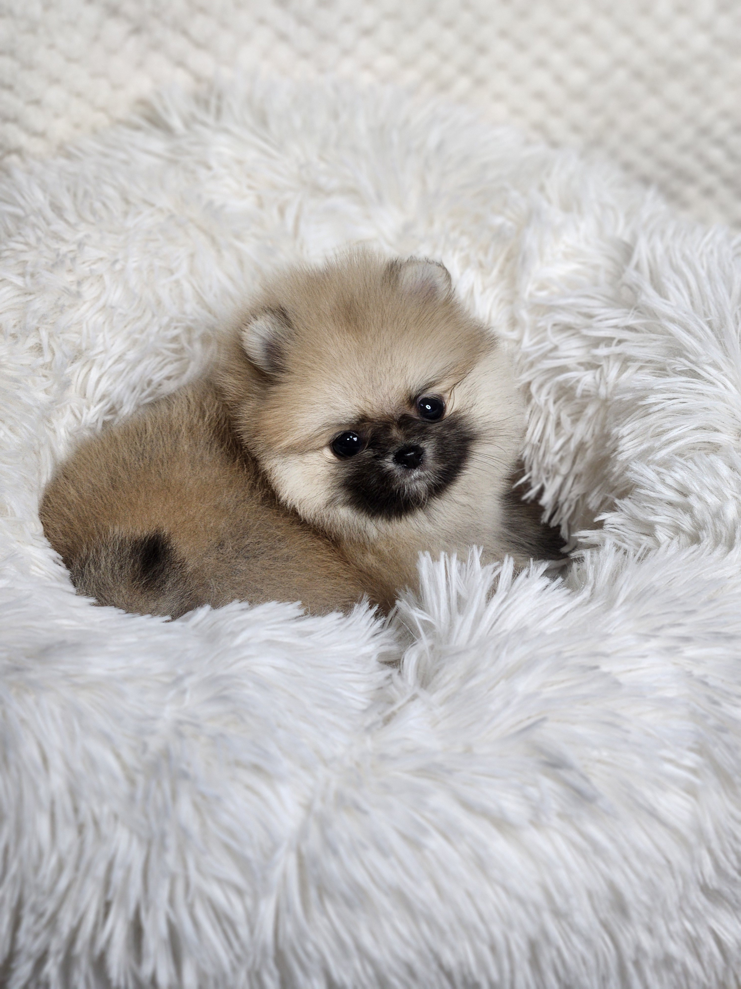 포메라니안 입양합니다