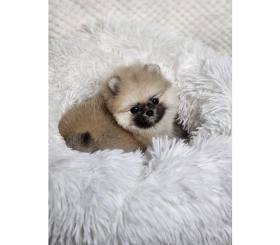 포메라니안 입양합니다