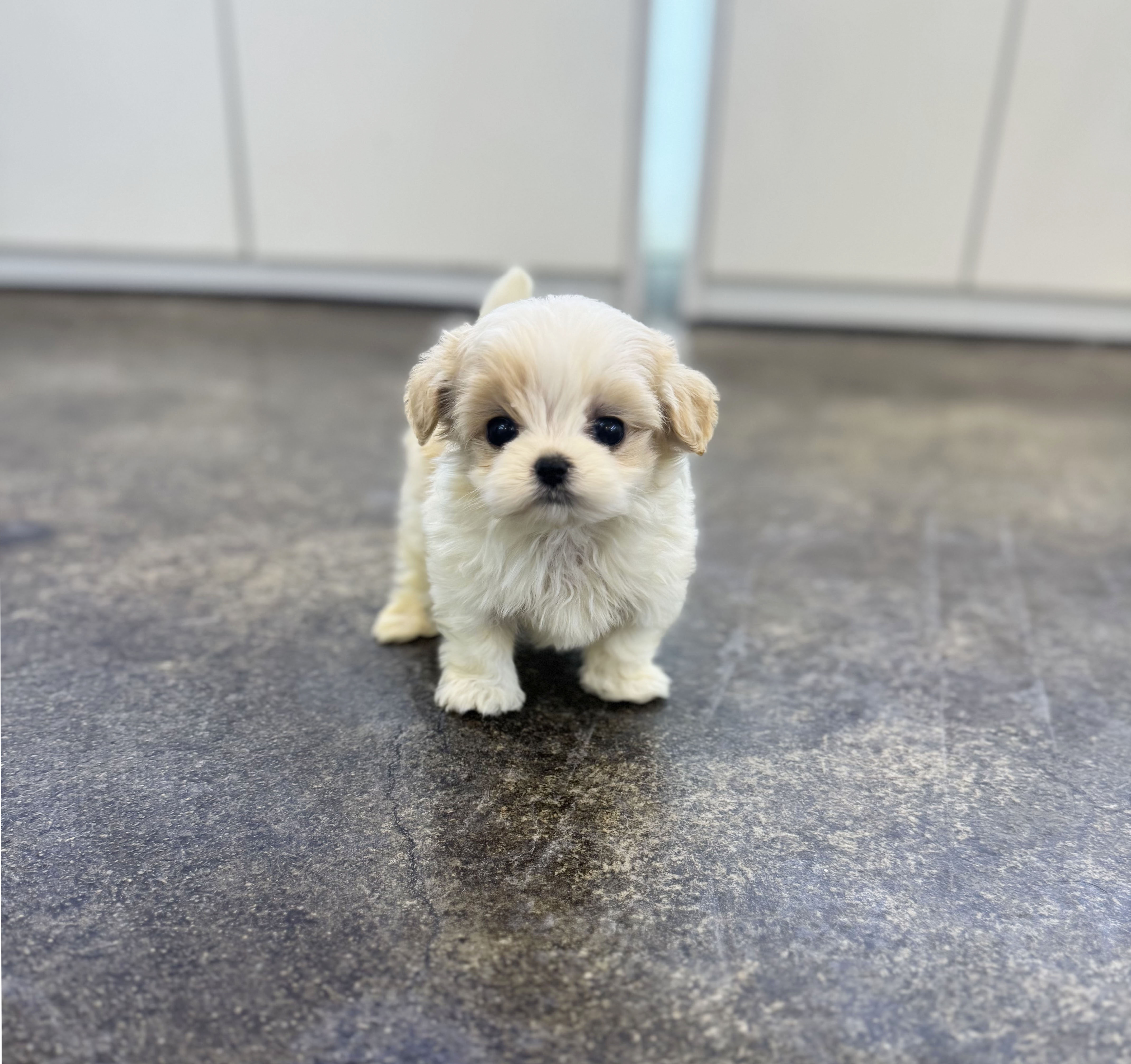 말티푸 입양합니다