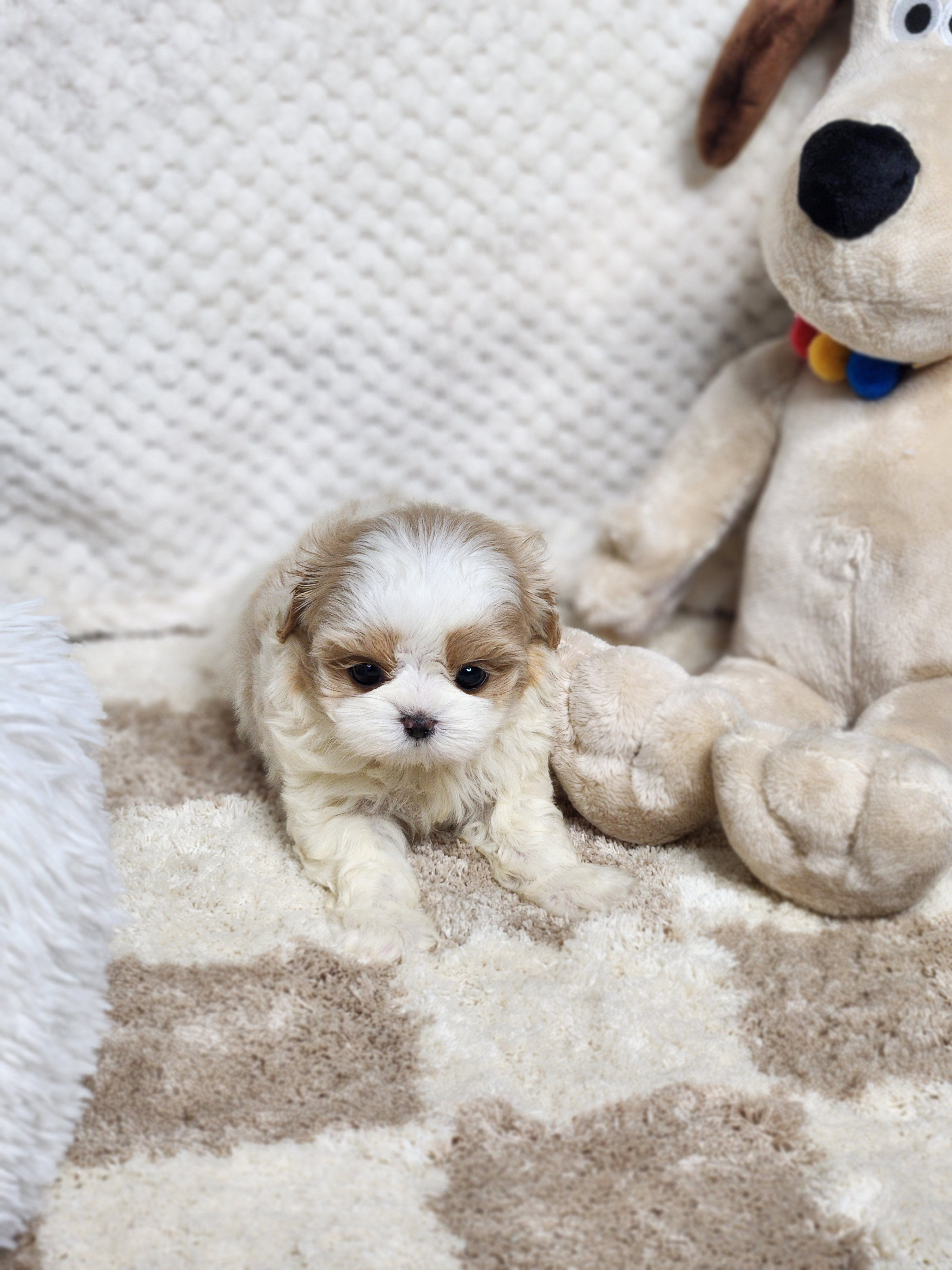 말티푸 입양합니다