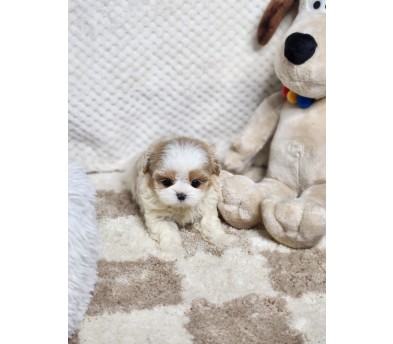 말티푸 입양합니다