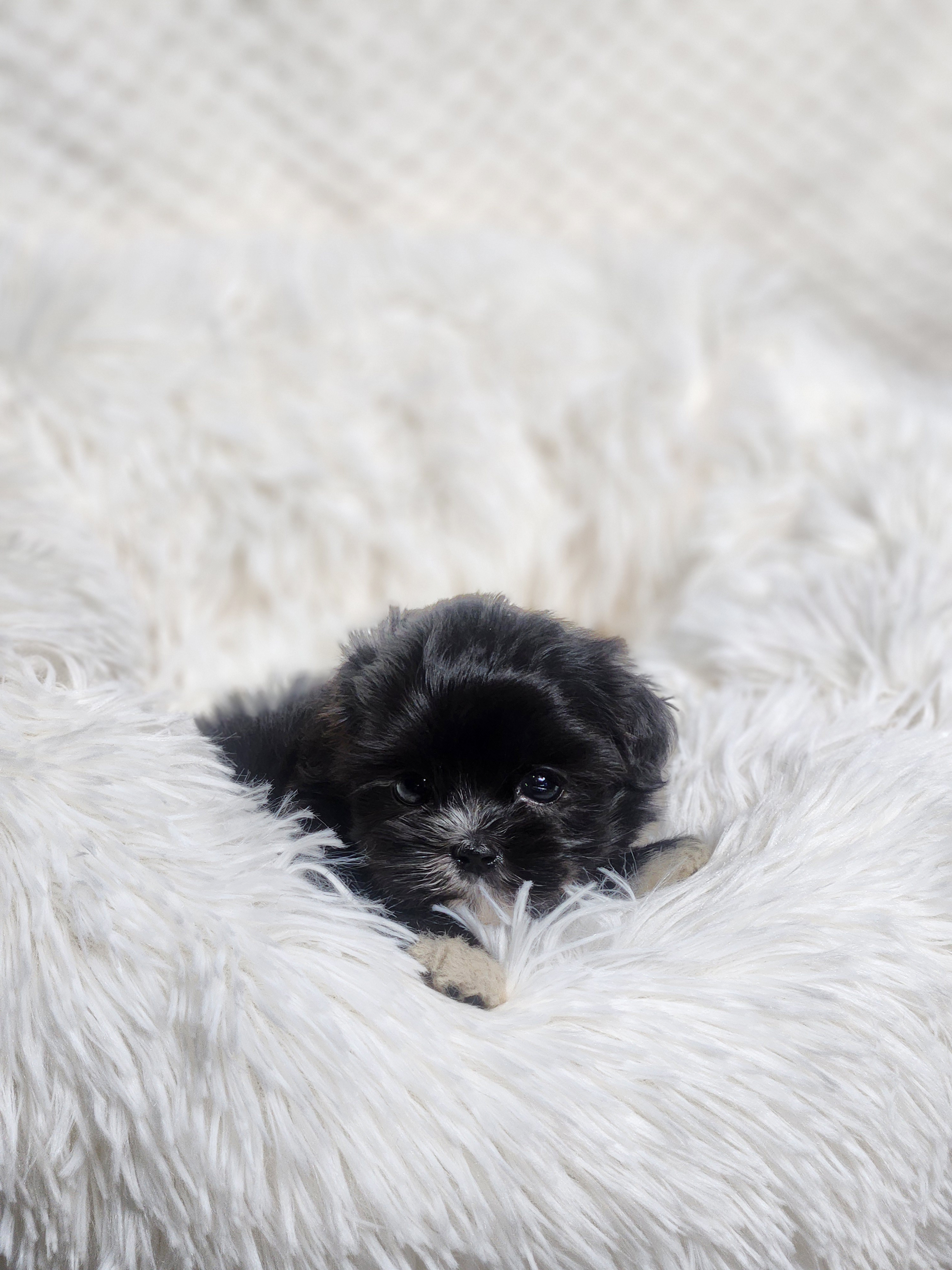 말티푸 입양합니다