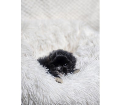 말티푸 입양합니다