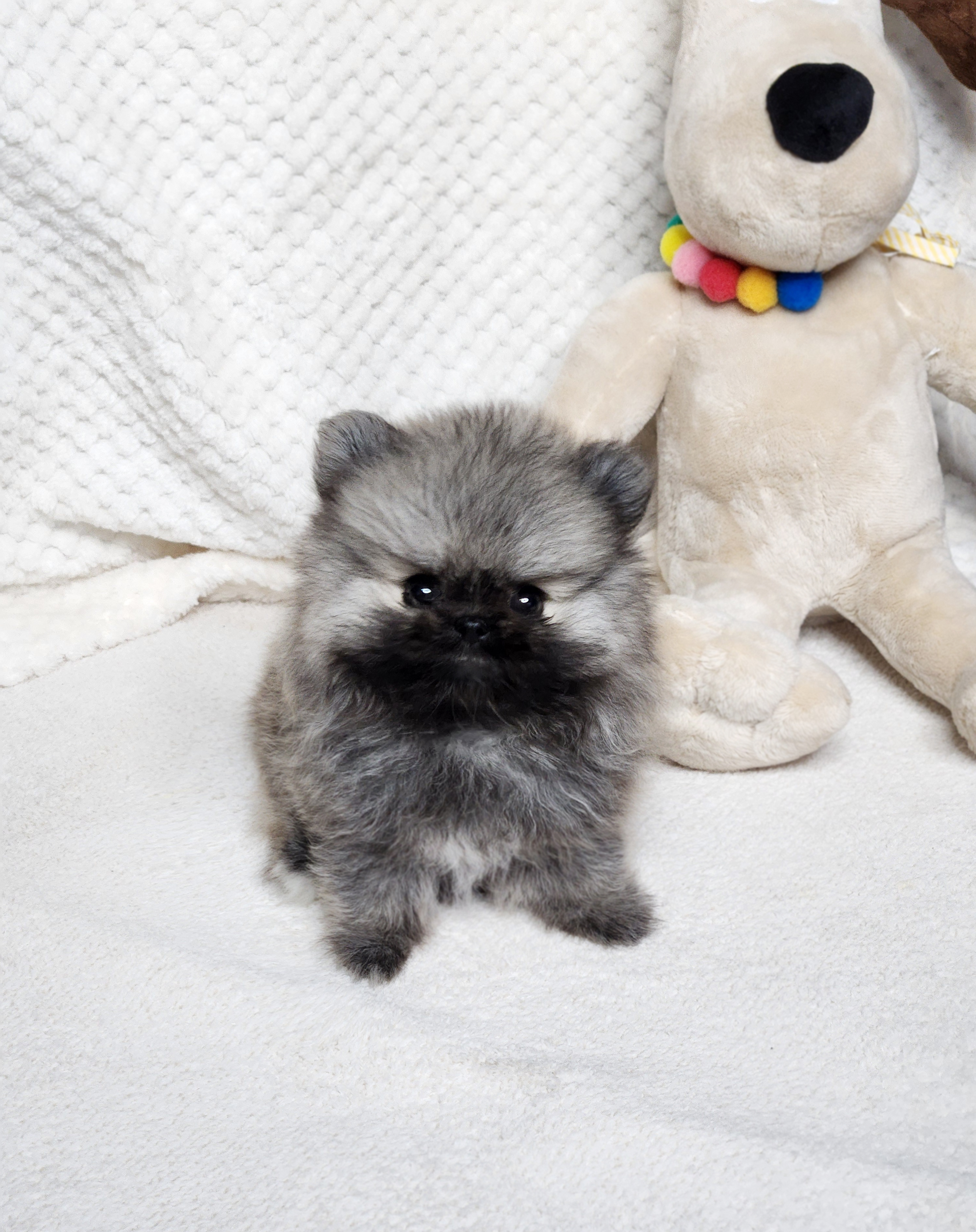 포메라니안 입양합니다