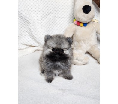 포메라니안 입양합니다