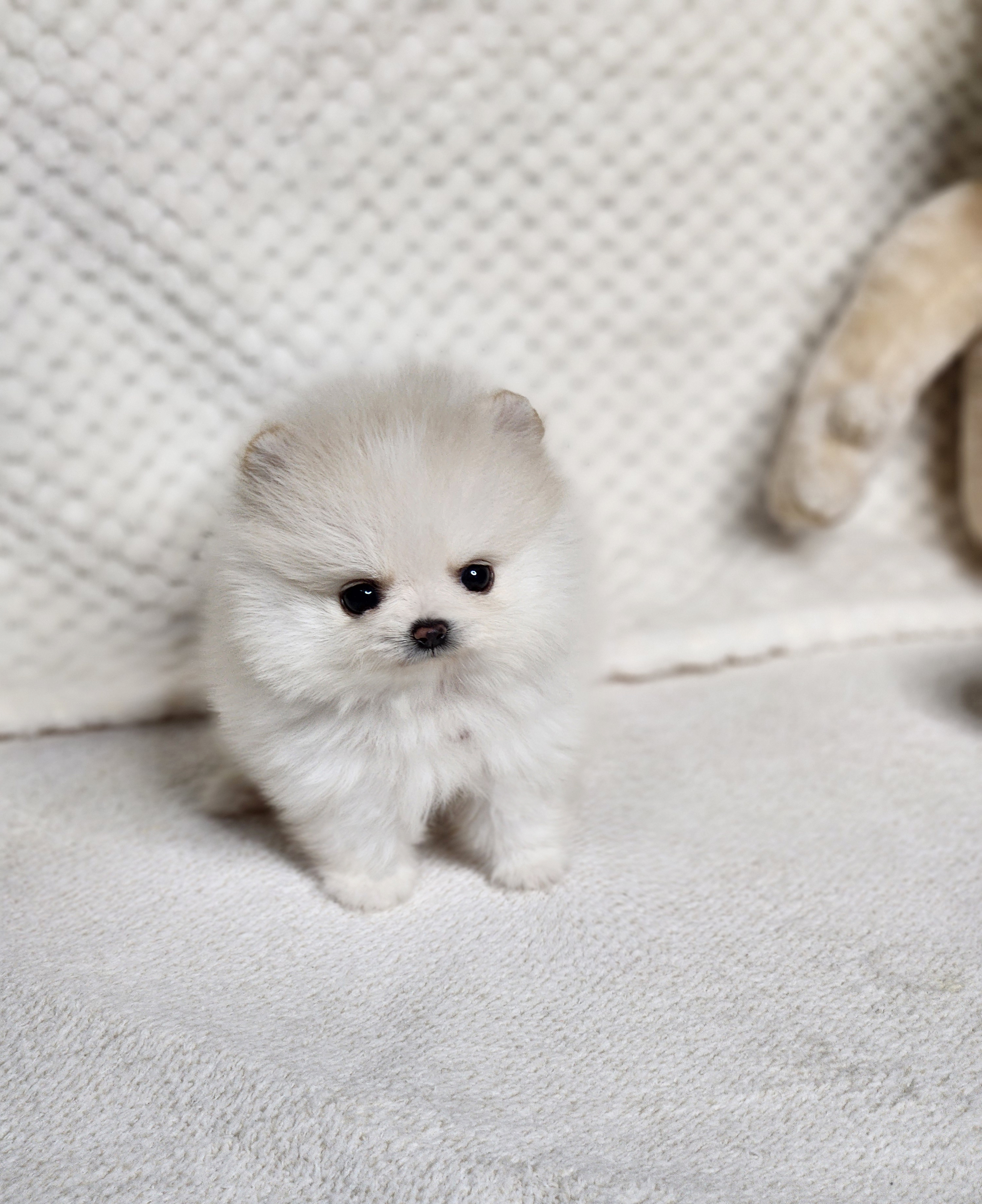 포메라니안 입양합니다