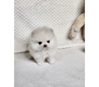 포메라니안 입양합니다