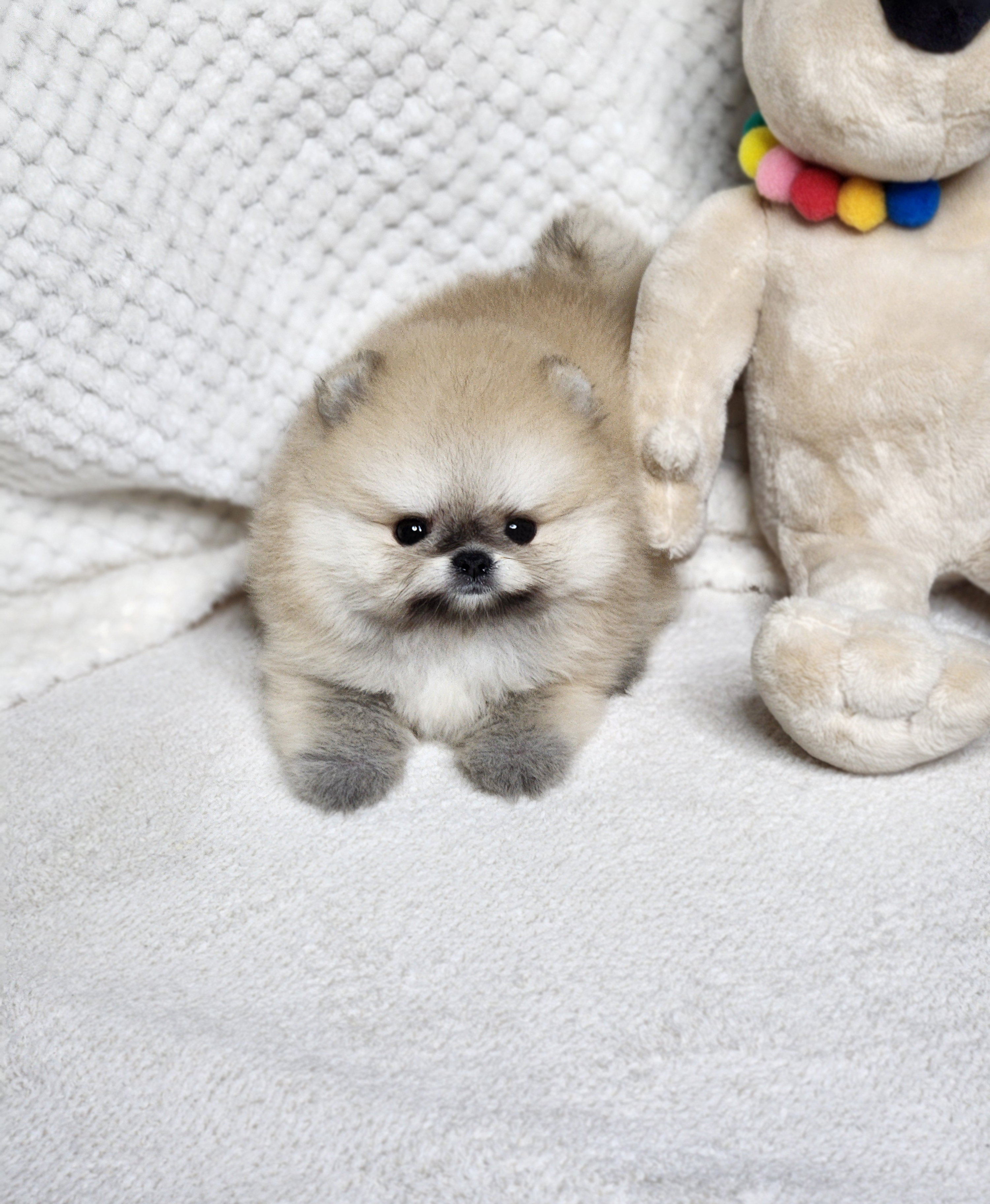 포메라니안 입양합니다