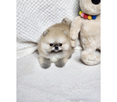 포메라니안 입양합니다