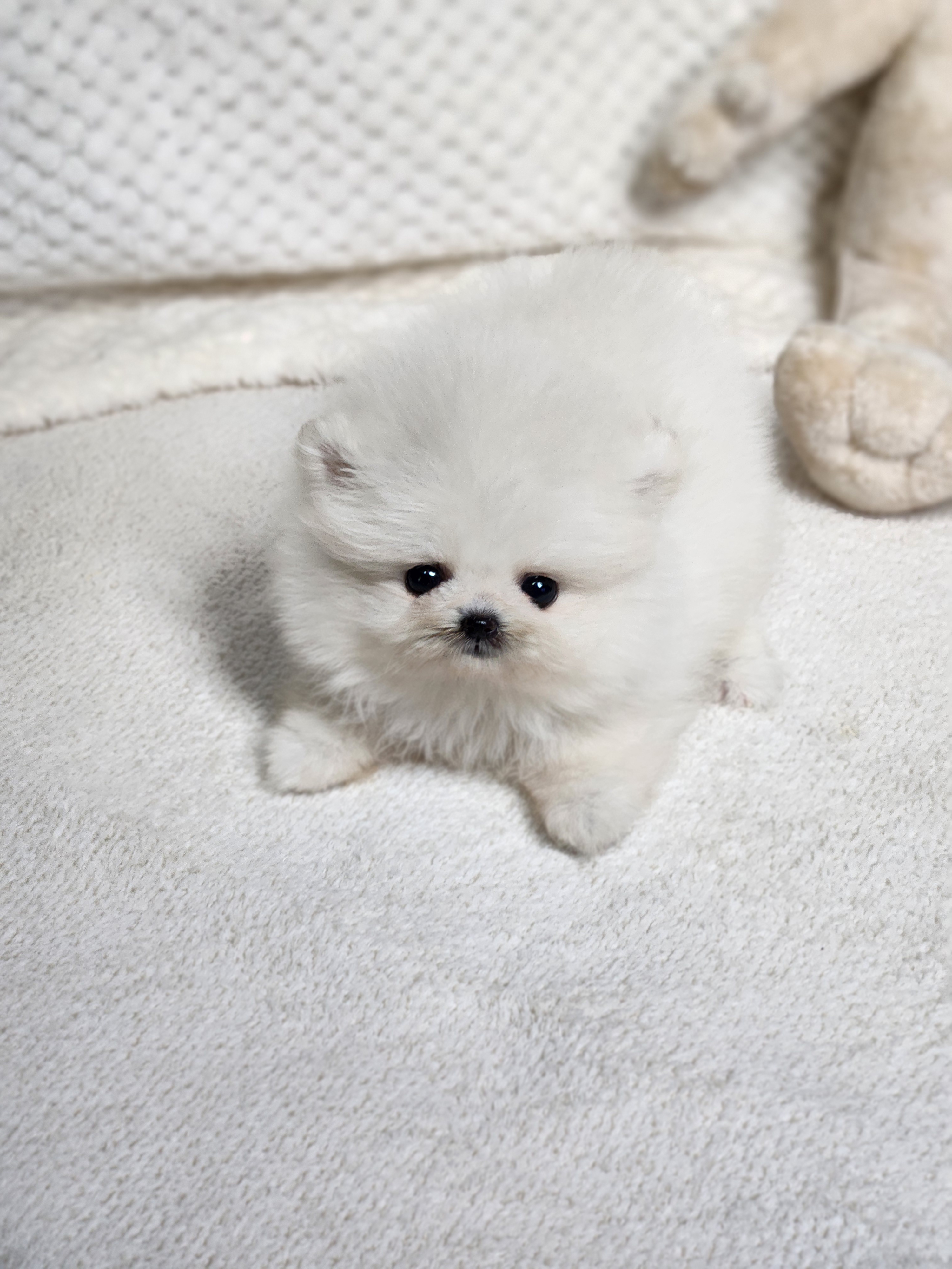 포메라니안 입양합니다