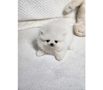 포메라니안 입양합니다