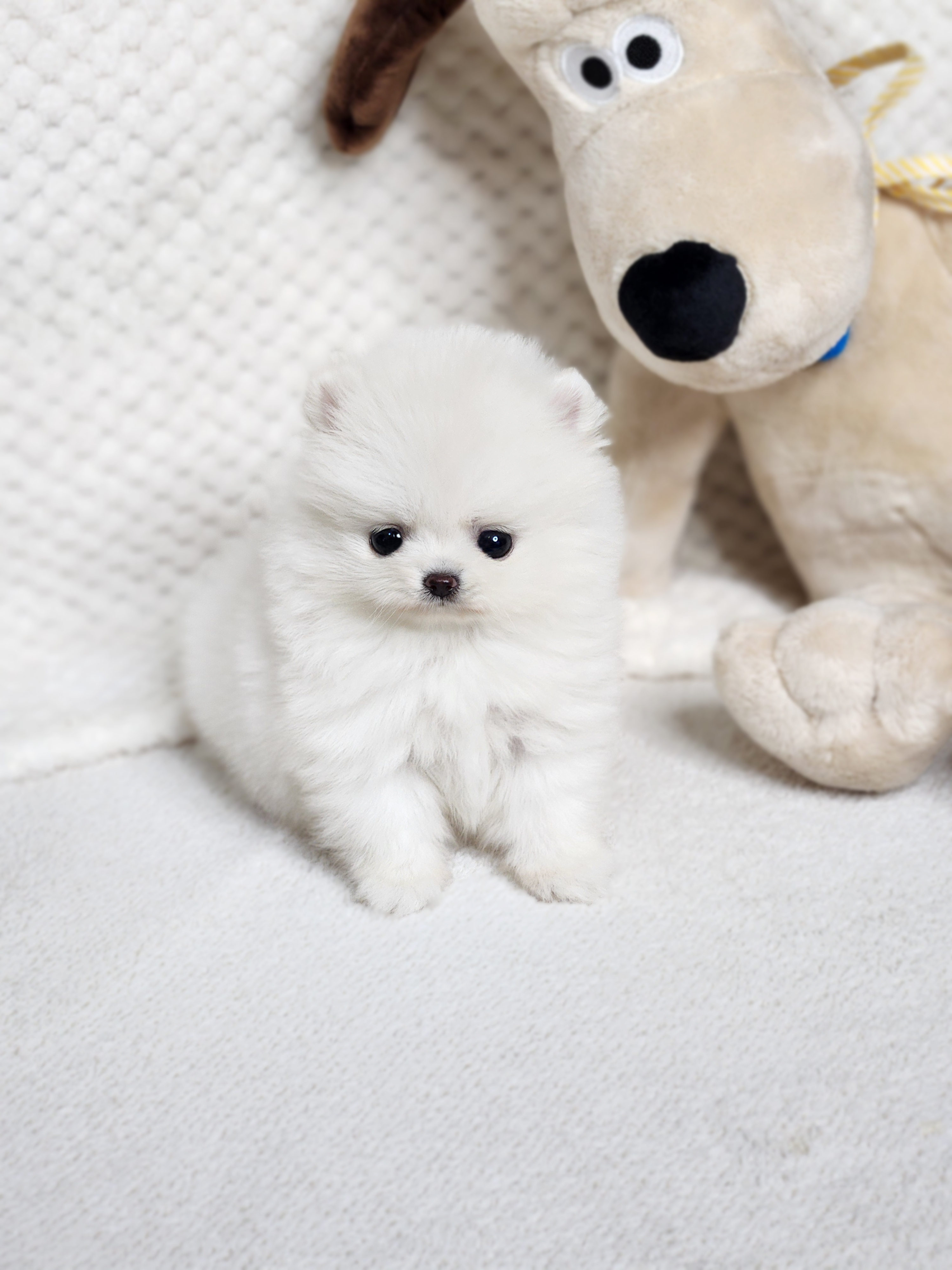 포메라니안 입양합니다