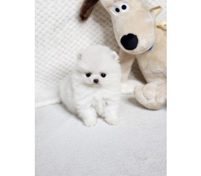 포메라니안 입양합니다