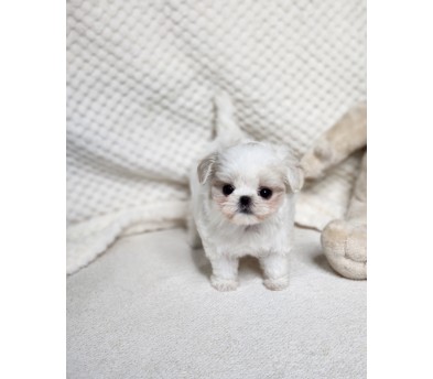 말티푸 입양합니다