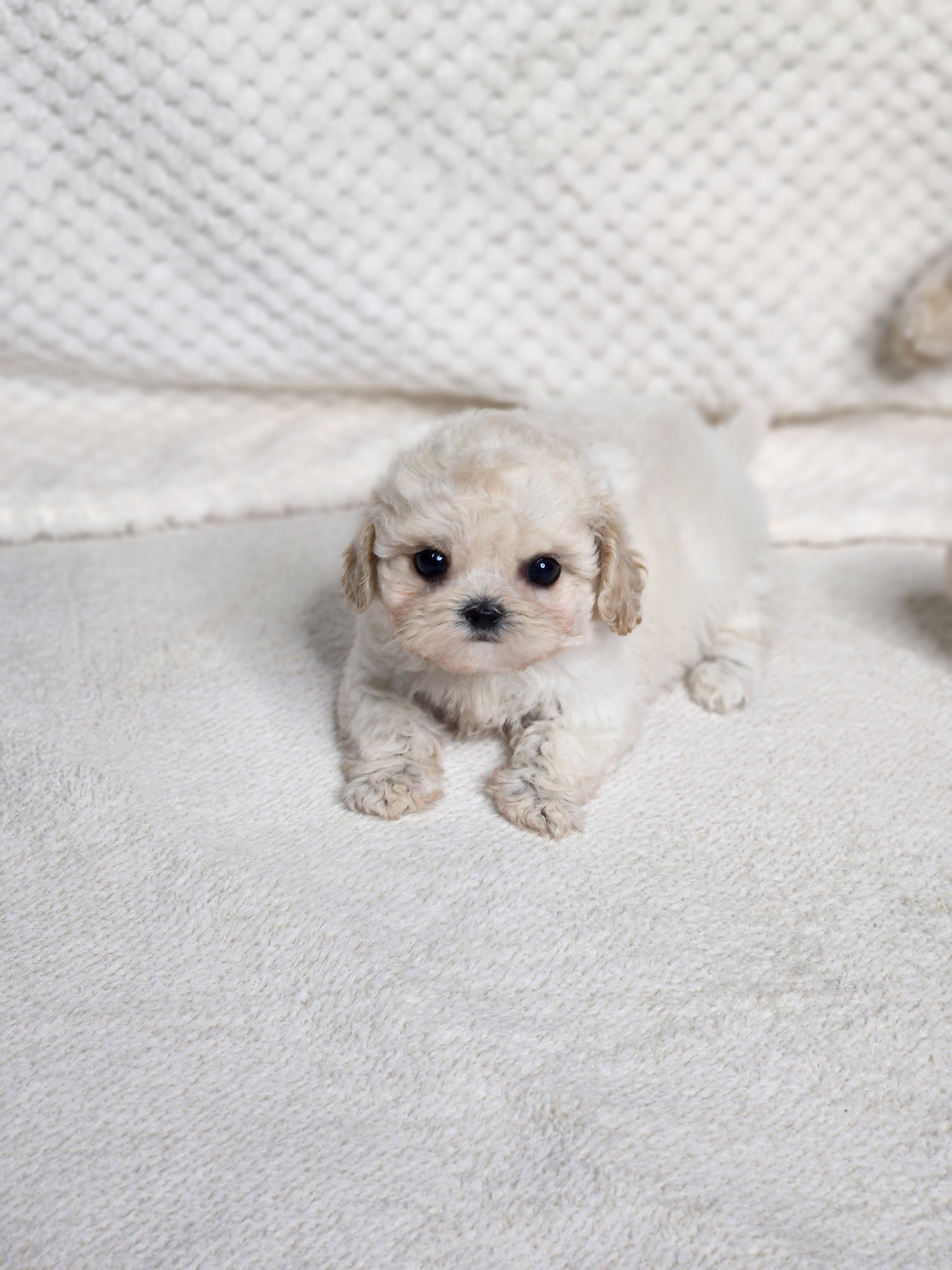 말티푸 입양합니다