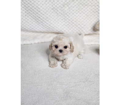 말티푸 입양합니다