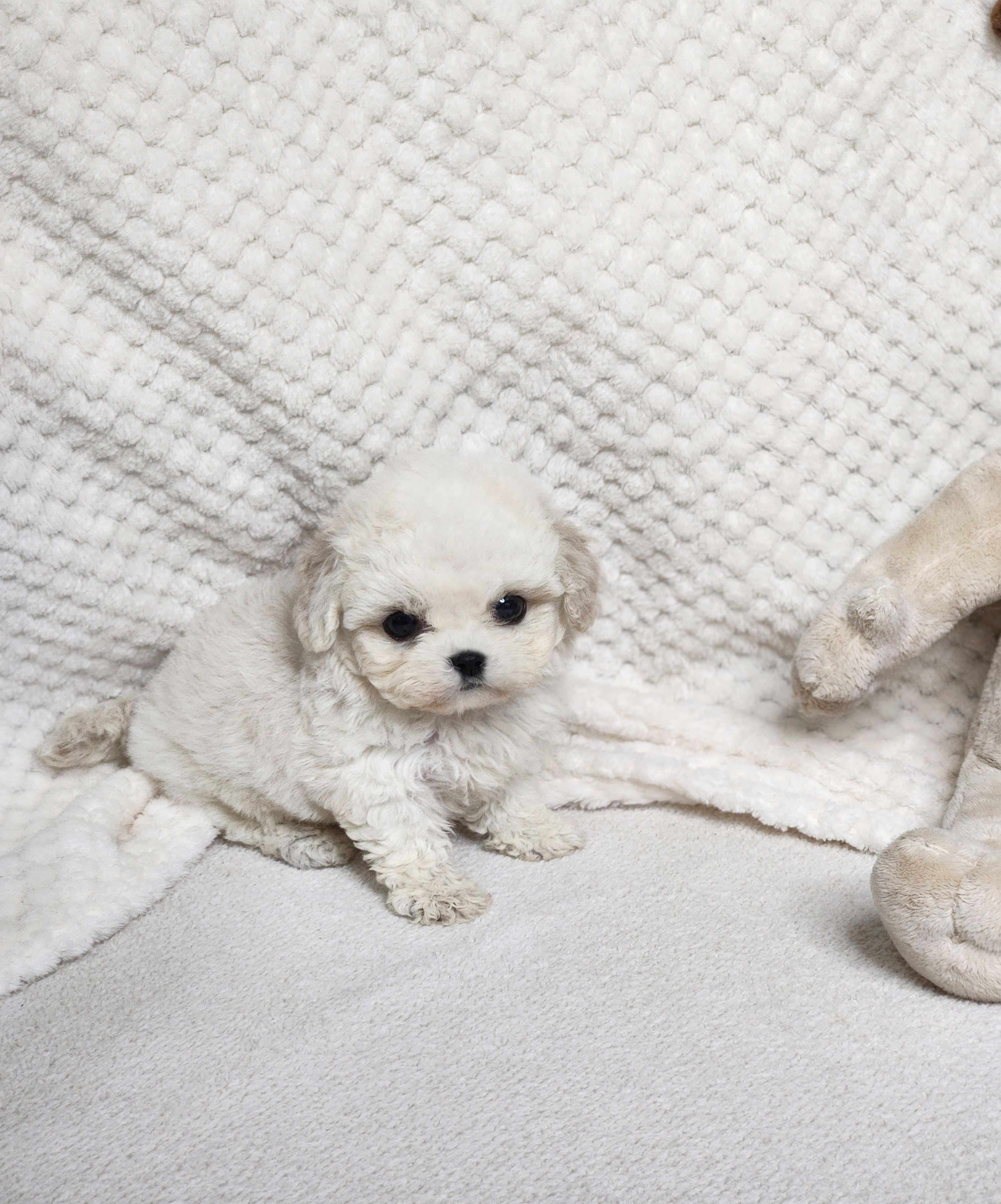 미니비숑 입양합니다