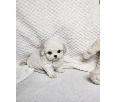 미니비숑 입양합니다