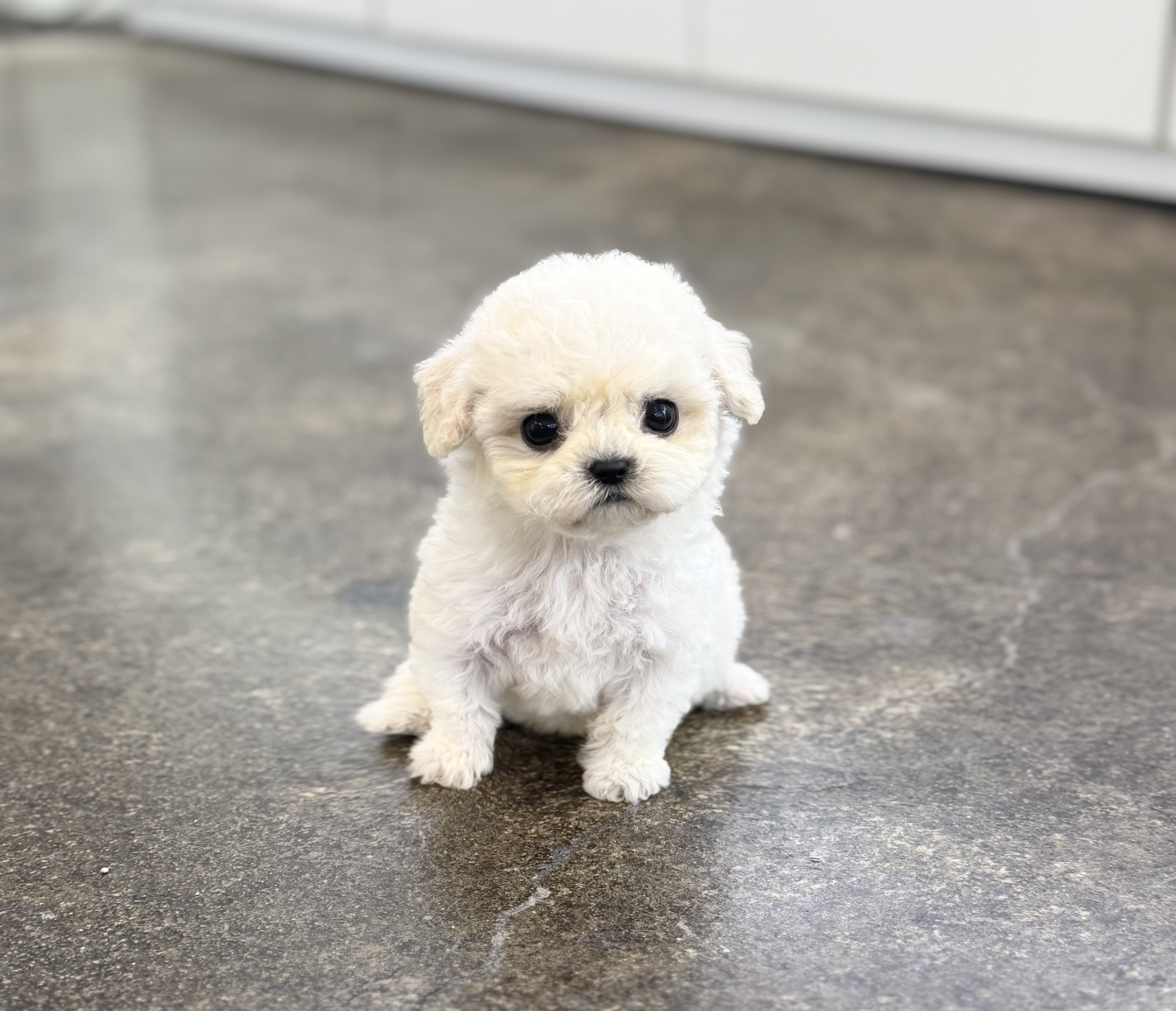 미니비숑 입양합니다