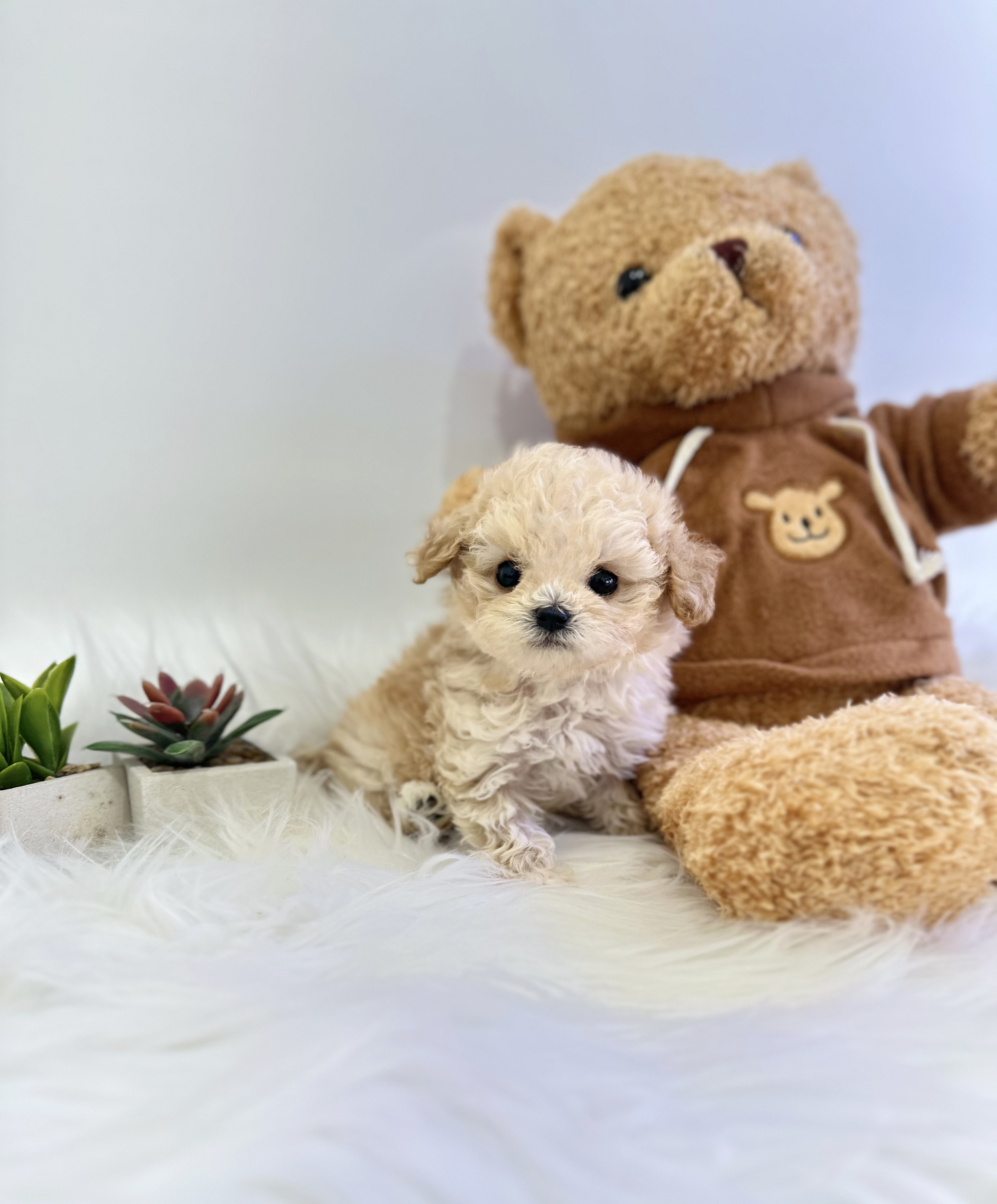 말티푸 입양합니다