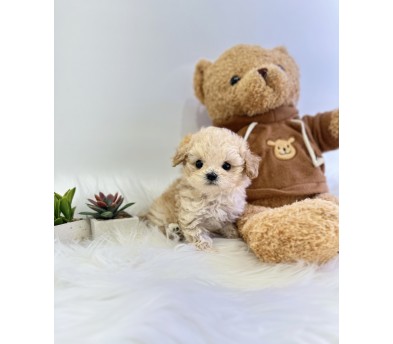 말티푸 입양합니다