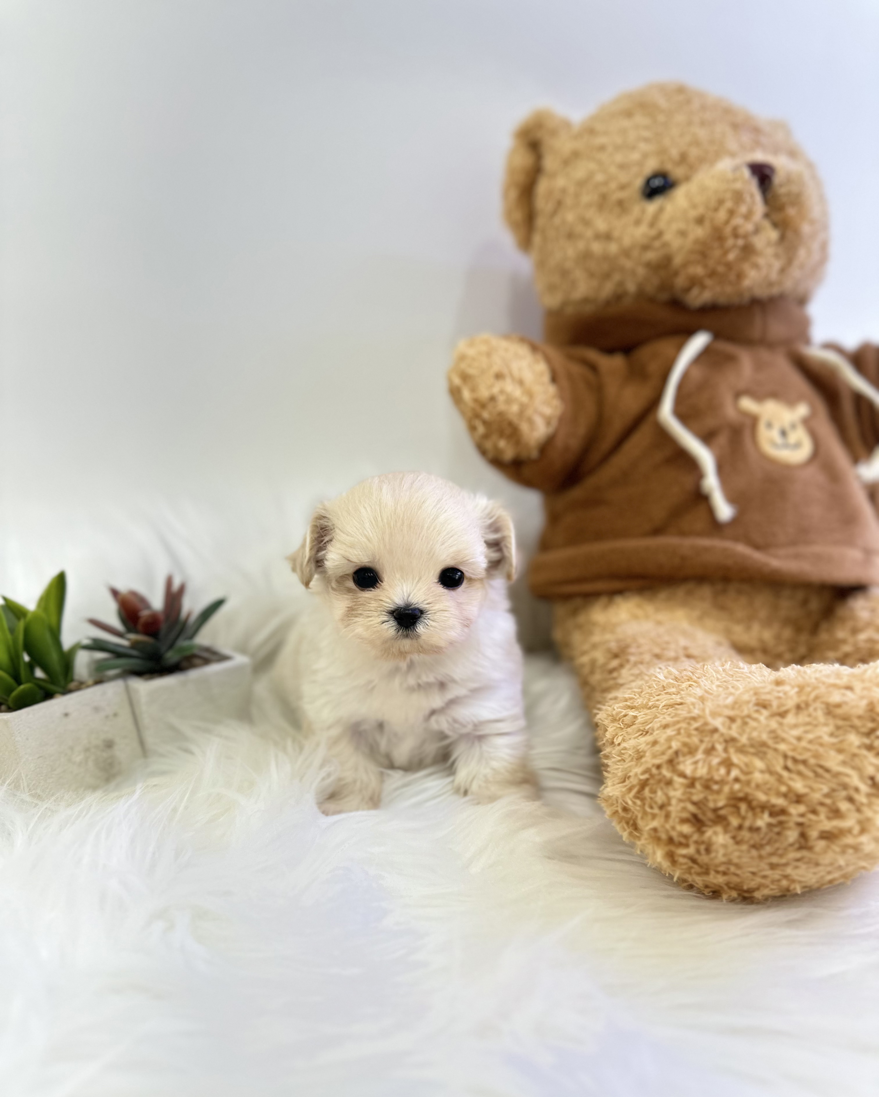 말티푸 입양합니다