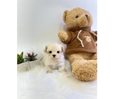 말티푸 입양합니다