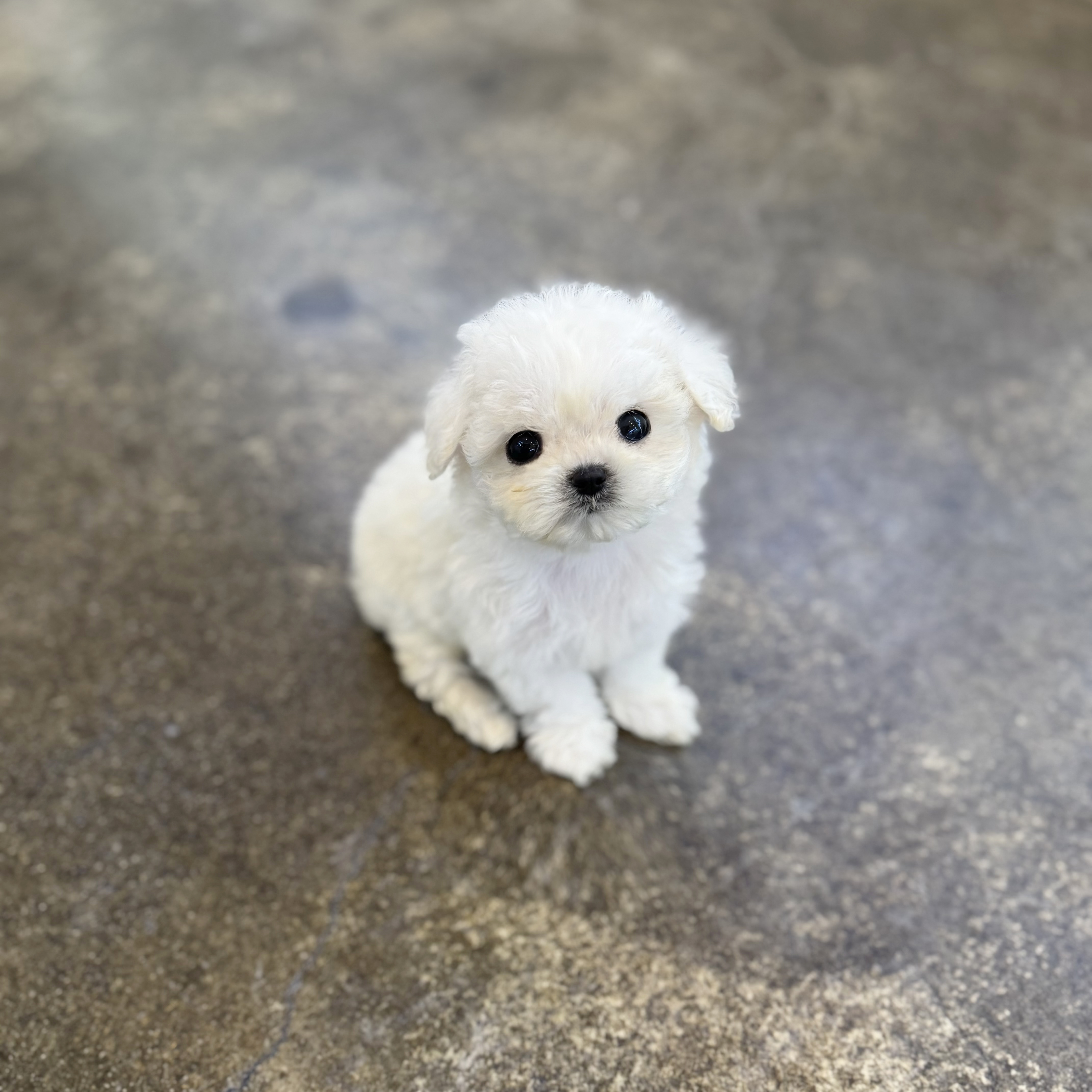 미니비숑 입양합니다