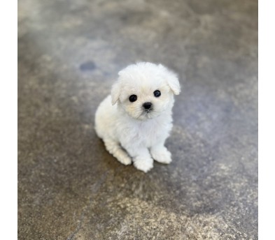 미니비숑 입양합니다