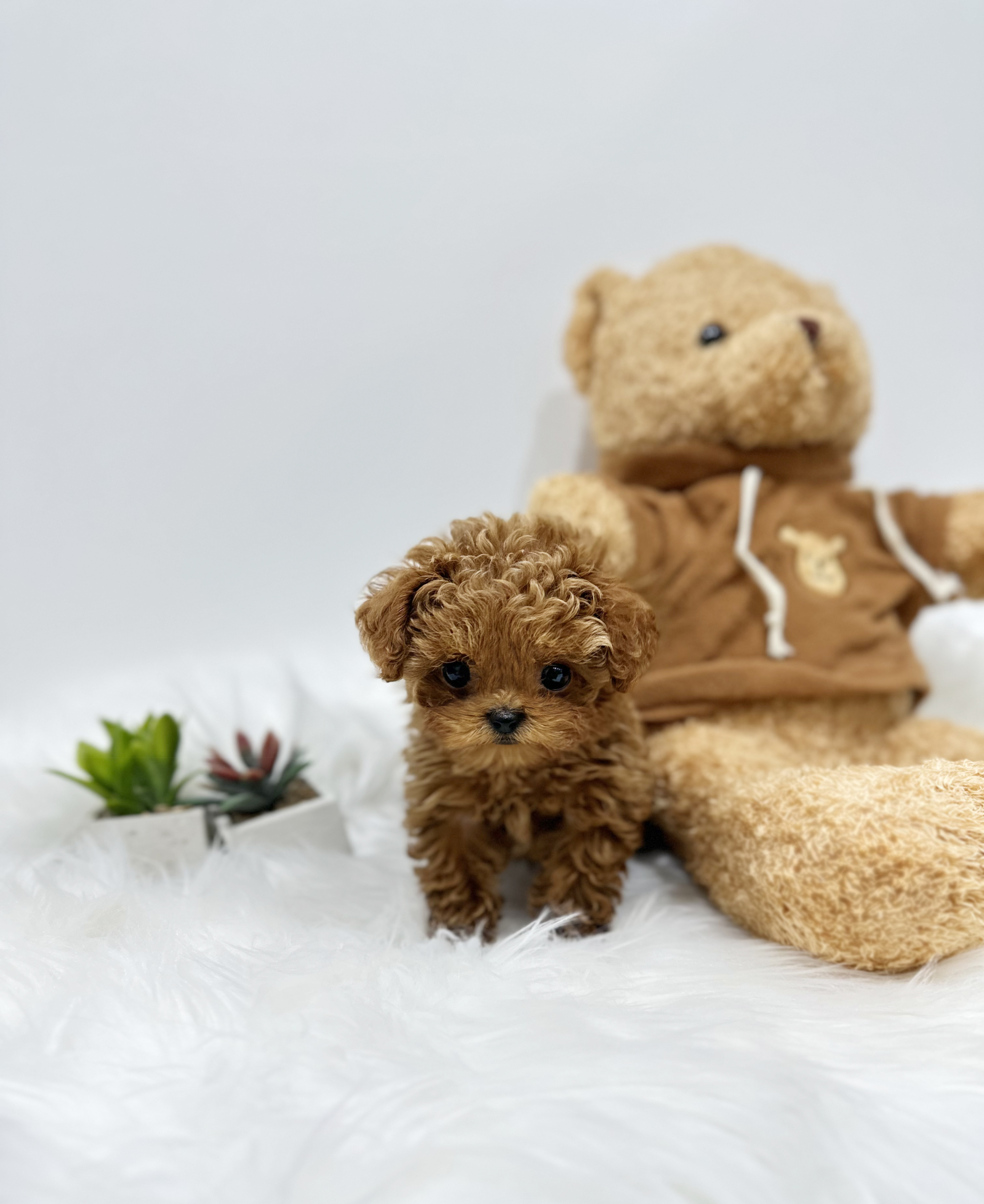 토이푸들 입양합니다