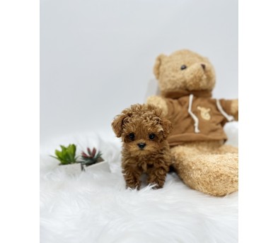 토이푸들 입양합니다