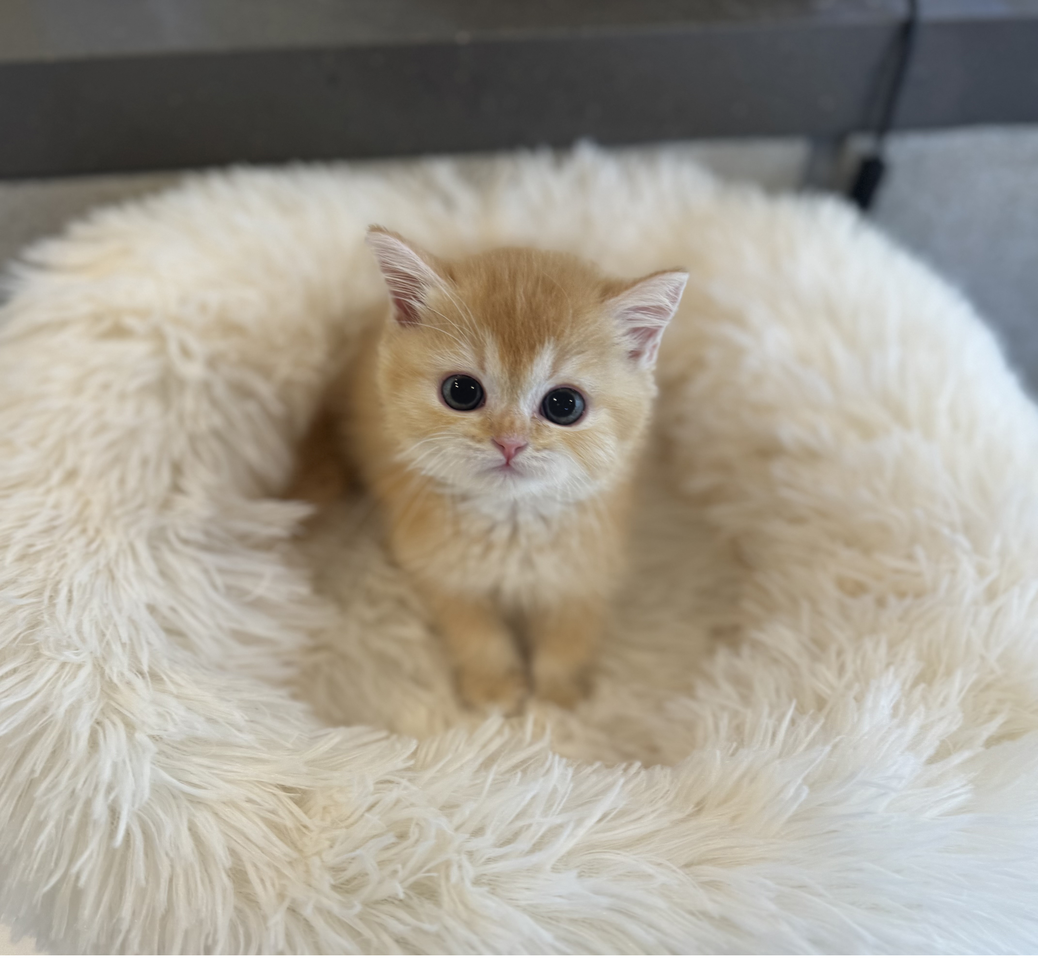 브리티쉬숏헤어 입양합니다