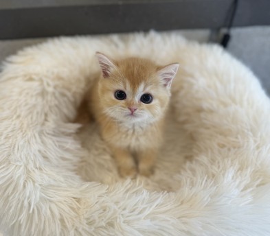 브리티쉬숏헤어 입양합니다