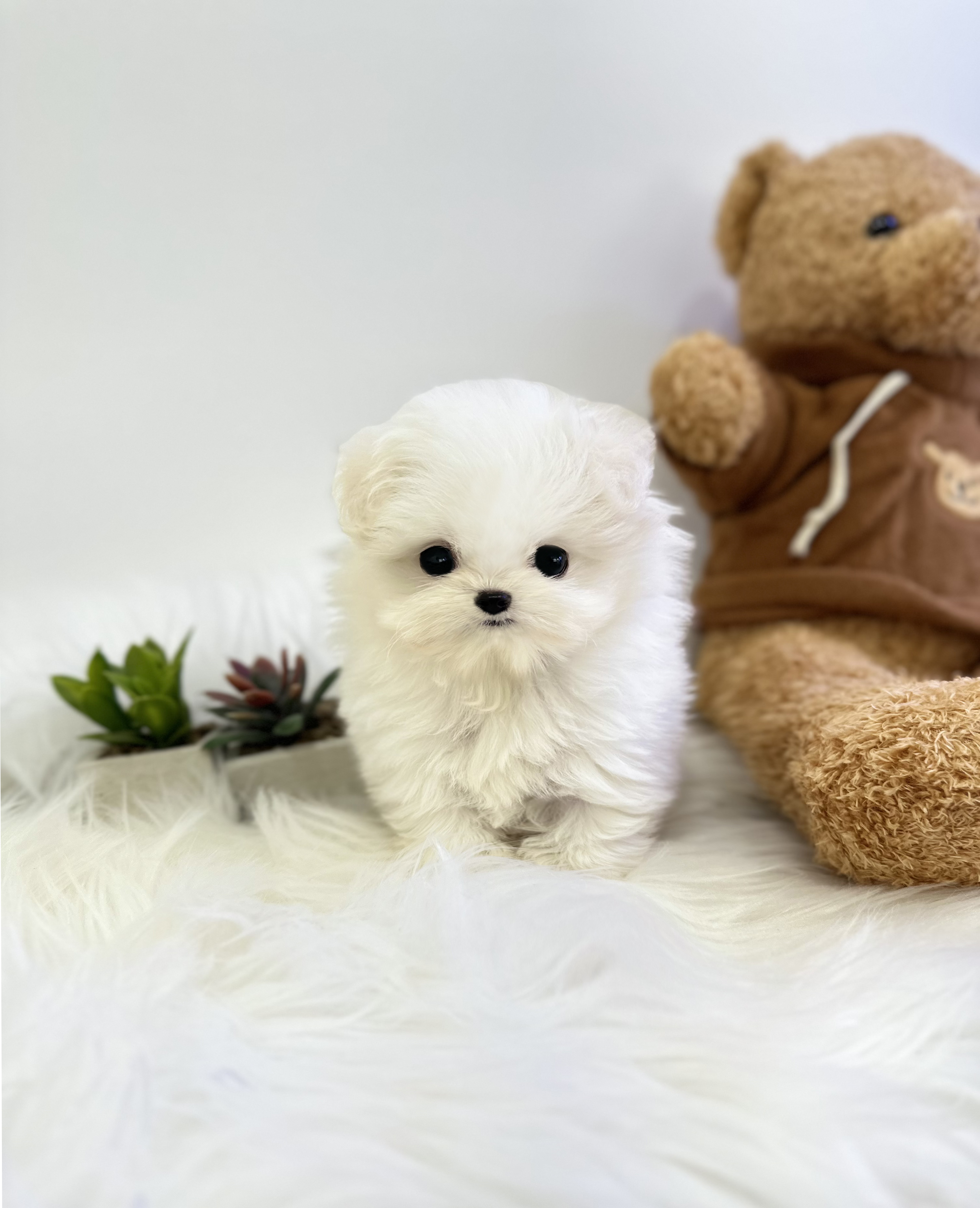 말티폼 입양합니다