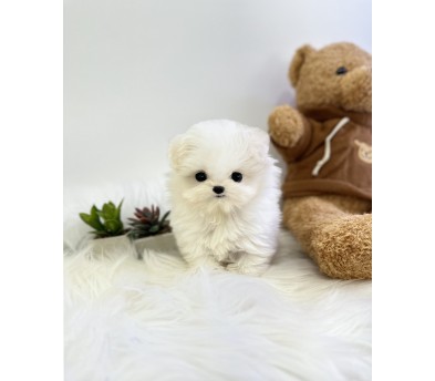 말티폼 입양합니다