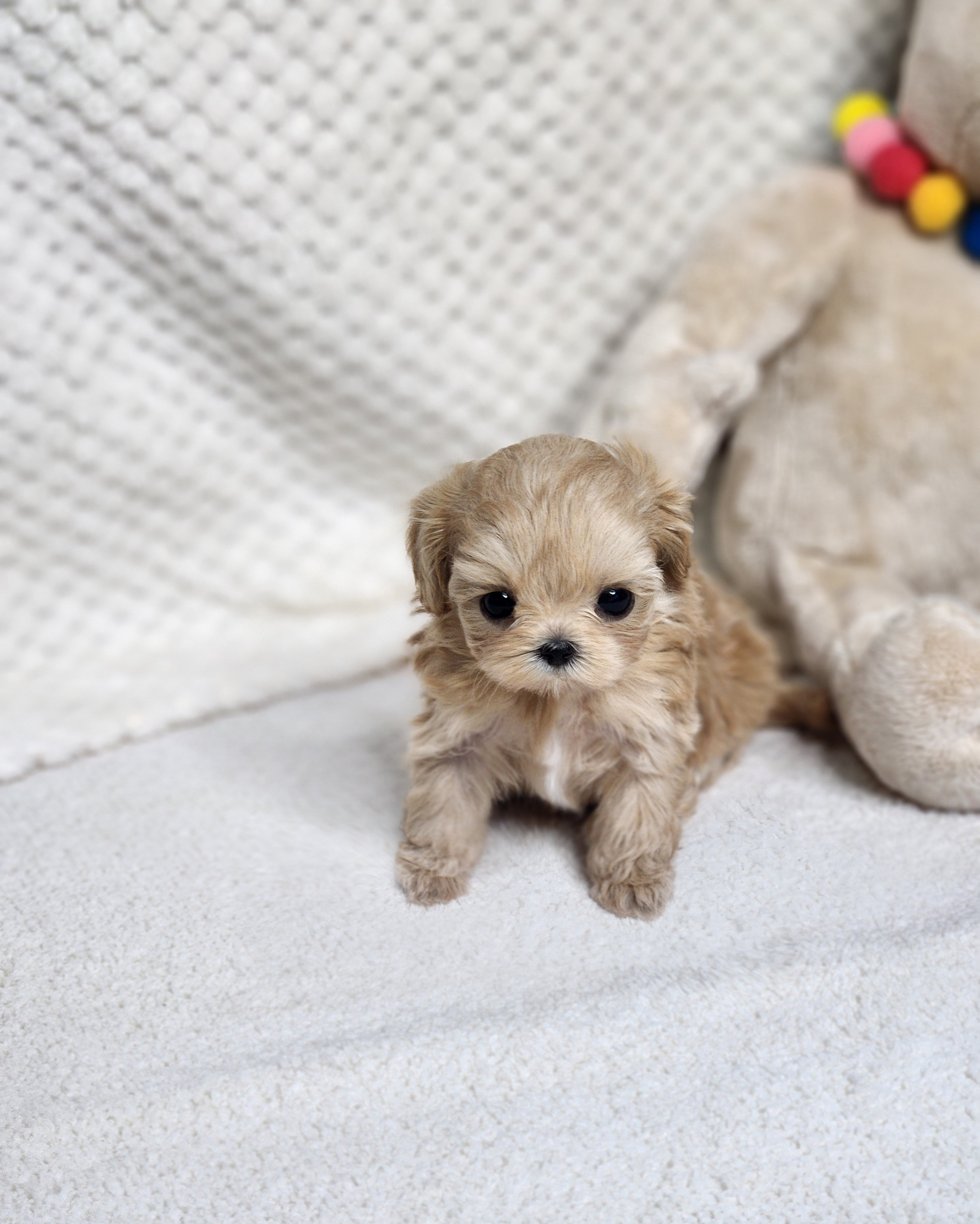 말티푸 입양합니다