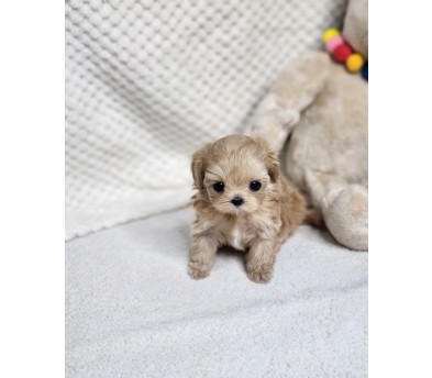 말티푸 입양합니다