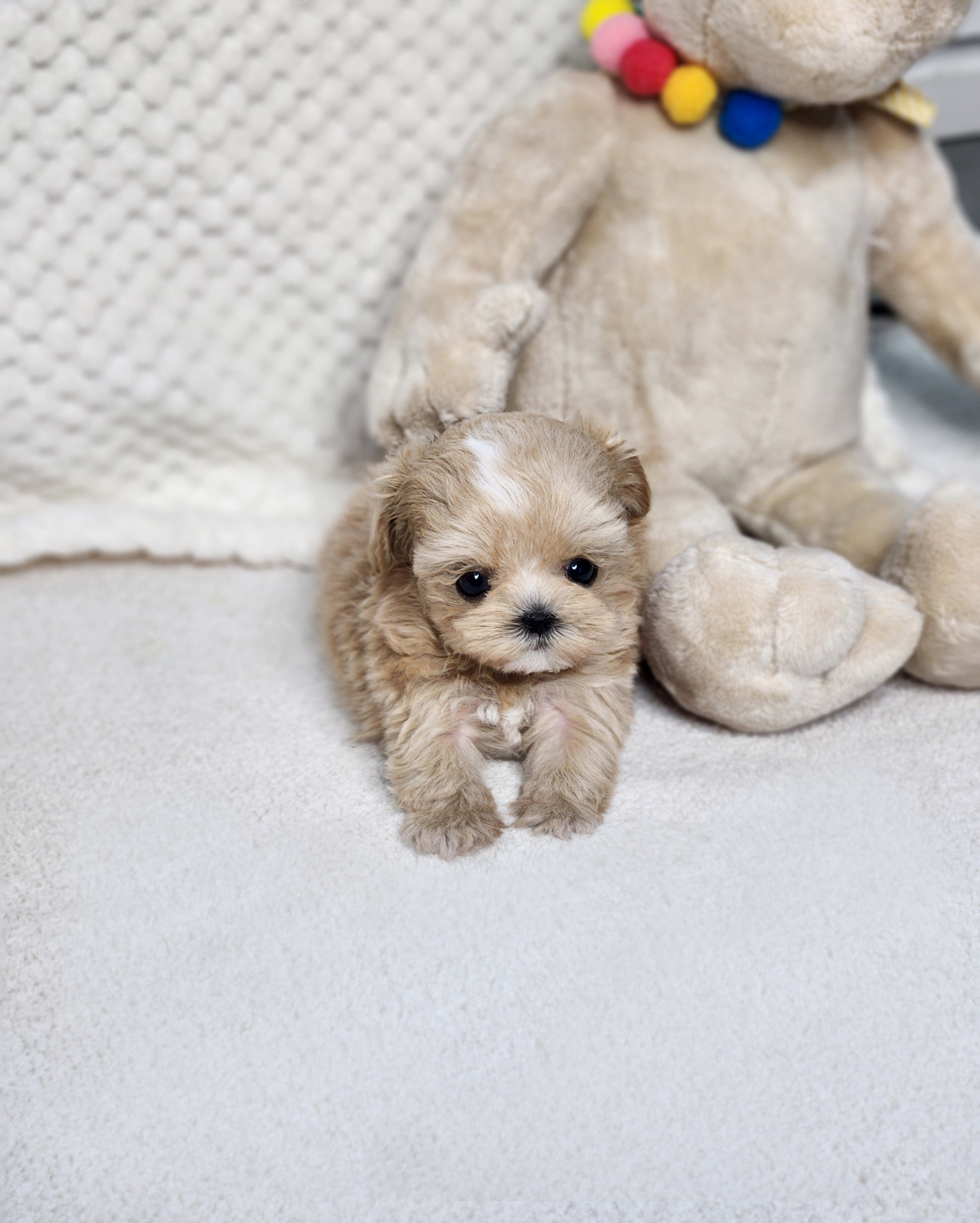 말티푸 입양합니다