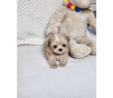 말티푸 입양합니다