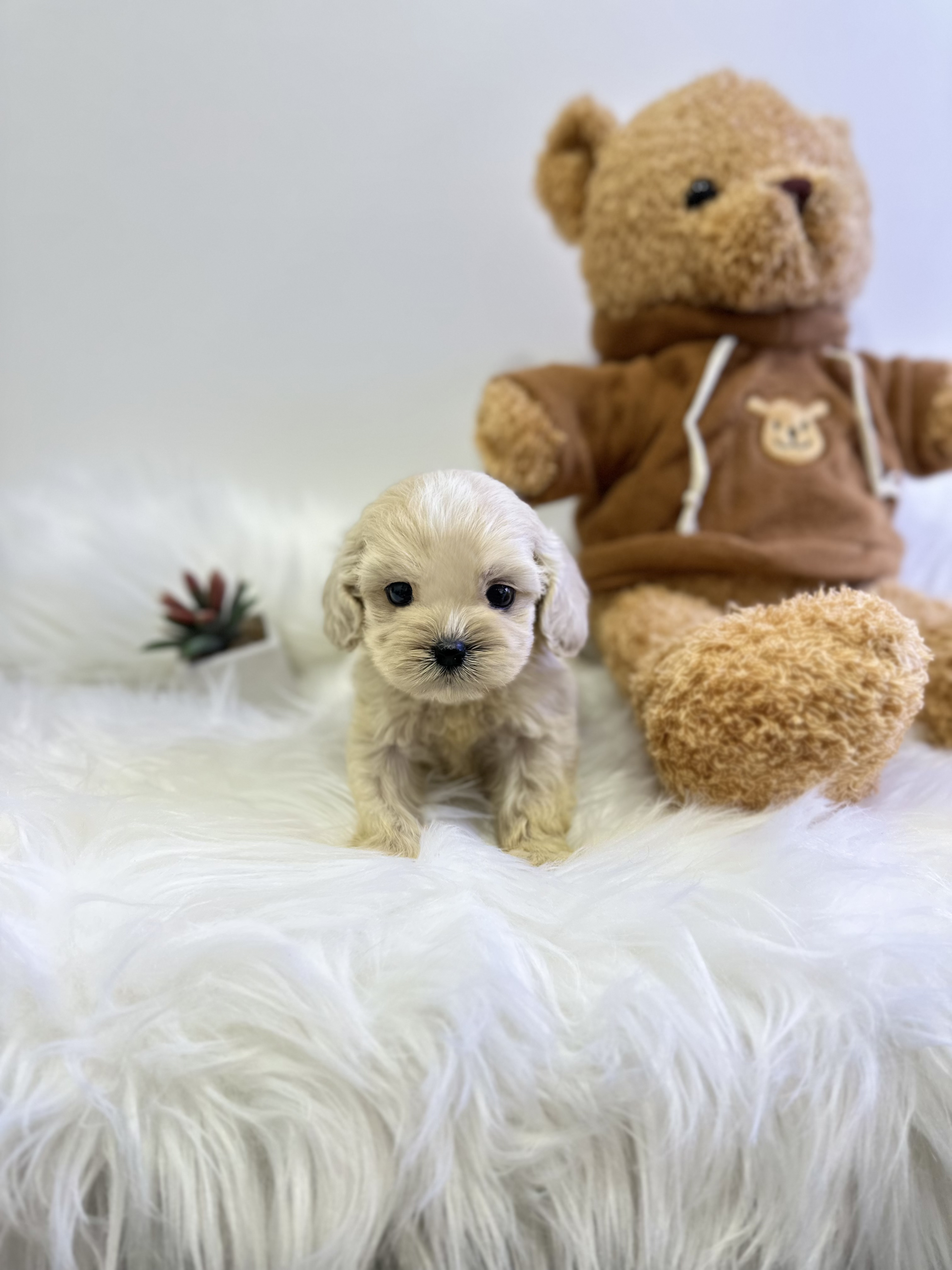 코카스파니엘 입양합니다