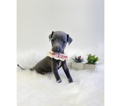 이탈리안그레이하운드 입양합니다