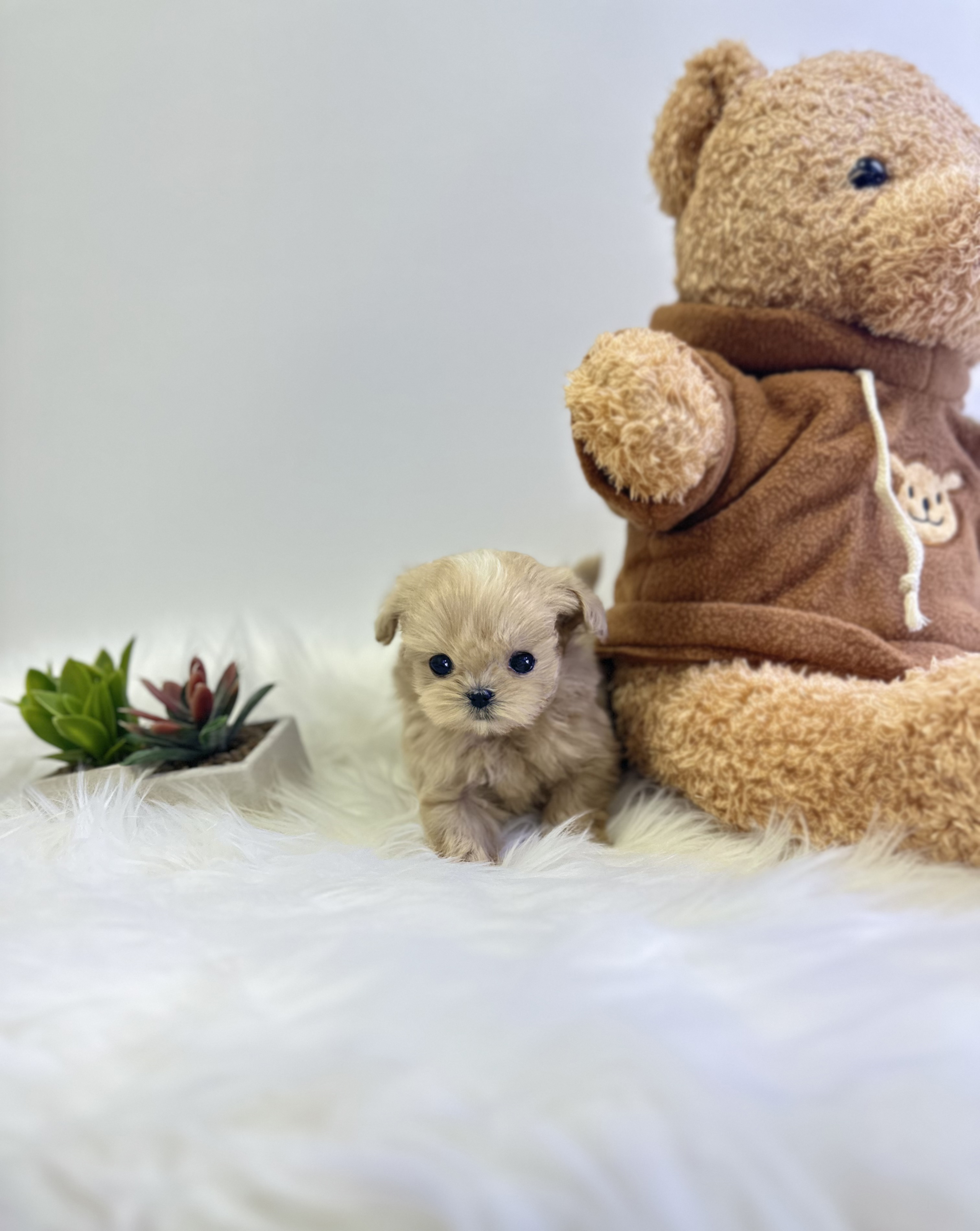 말티푸 입양합니다