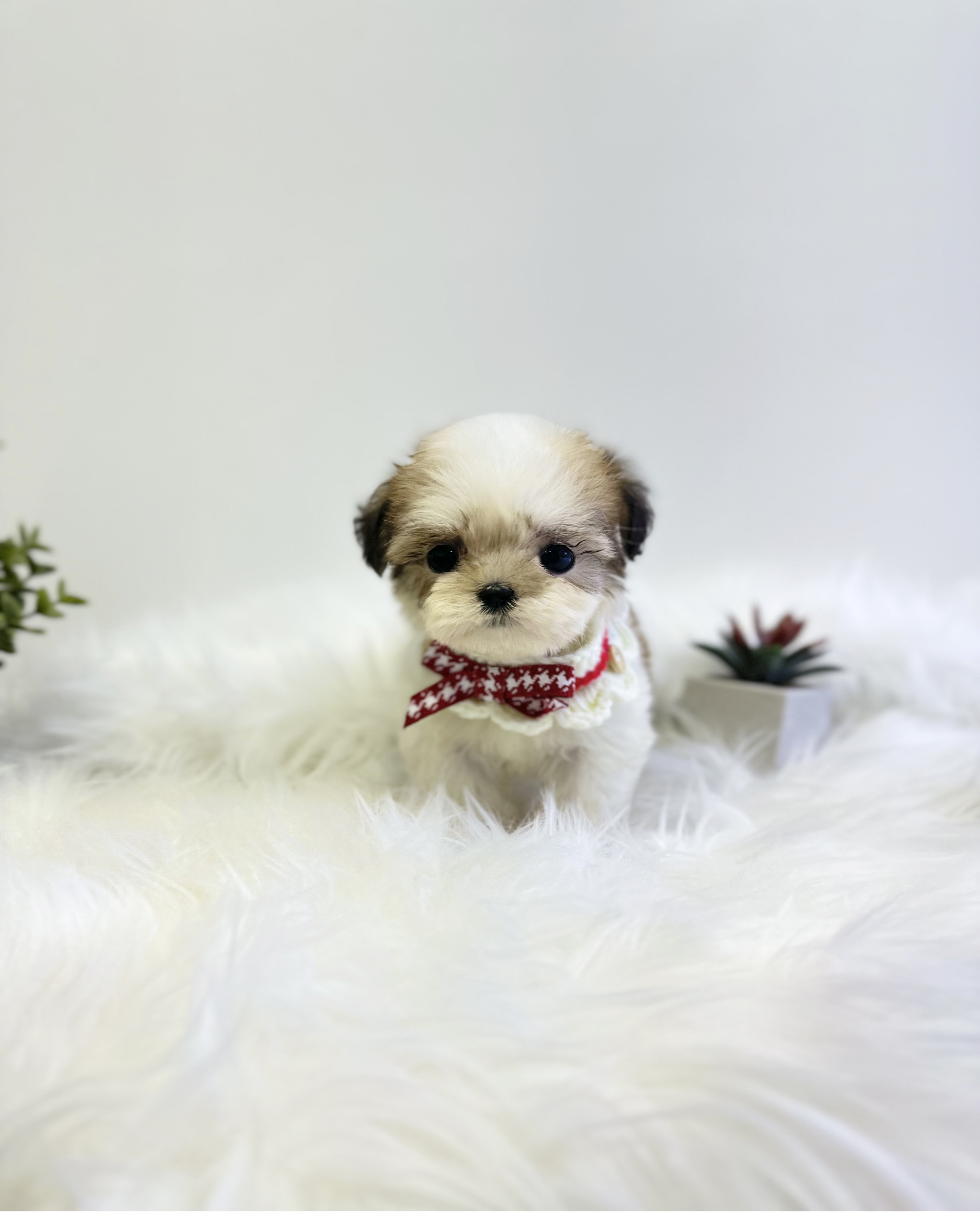 말티푸 입양합니다