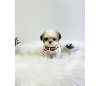 말티푸 입양합니다