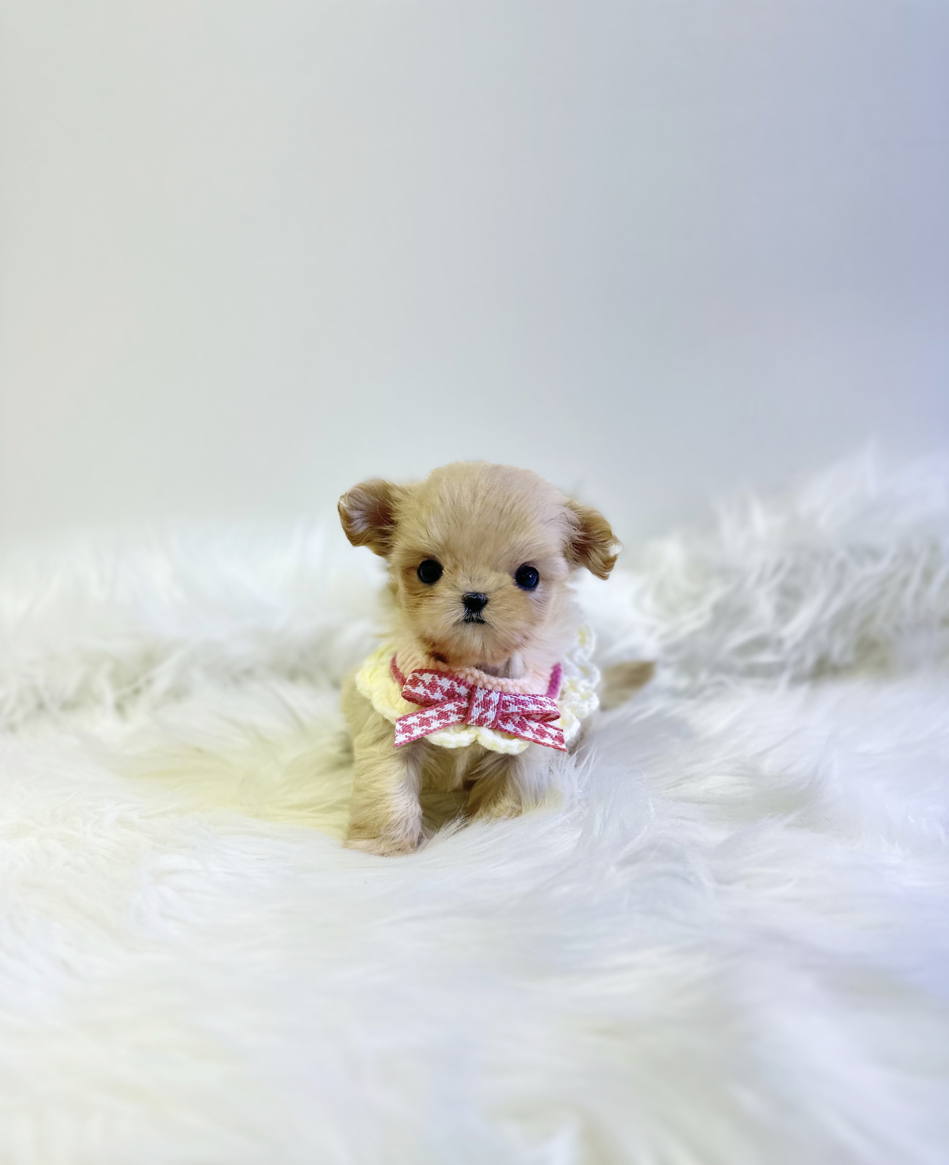 말티푸 입양합니다